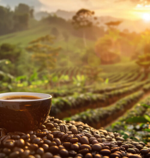 Arabica ve Robusta kahve çekirdekleri farkları – gerçek kahve seçimi için rehber