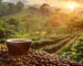 Arabica ve Robusta kahve çekirdekleri farkları – gerçek kahve seçimi için rehber