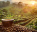 Arabica ve Robusta kahve çekirdekleri farkları – gerçek kahve seçimi için rehber